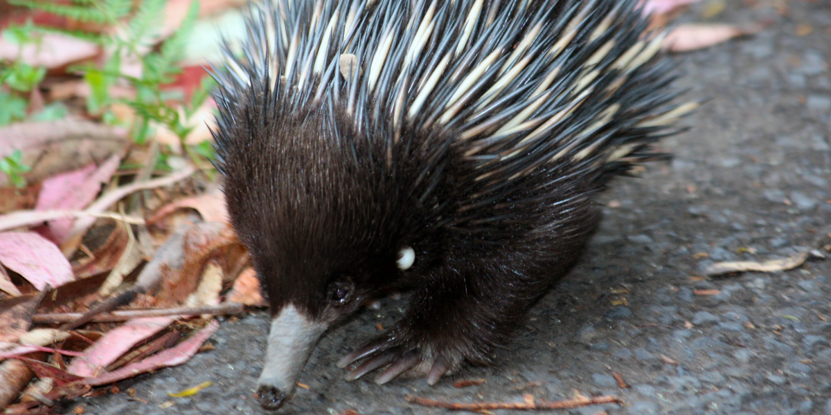 Echidna Tick